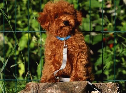 A Kali̇te Red Brown Toy Poodle Yavrular İstanbulda görsel