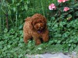 A Kali̇te Red Brown Toy Poodle Yavrular İstanbulda