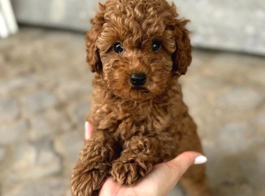 Kivir Kivir Safkan Poodle Yavrulari
