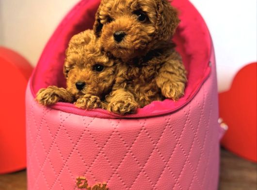Bi̇blo Toy Poodle Yavrular görsel