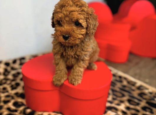 Bi̇blo Toy Poodle Yavrular