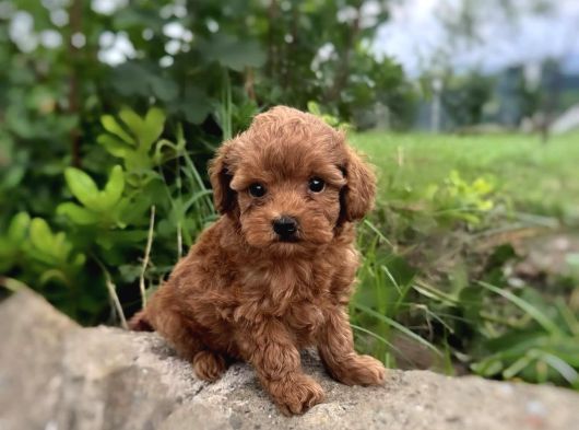 Red Malti̇poo Bebekler