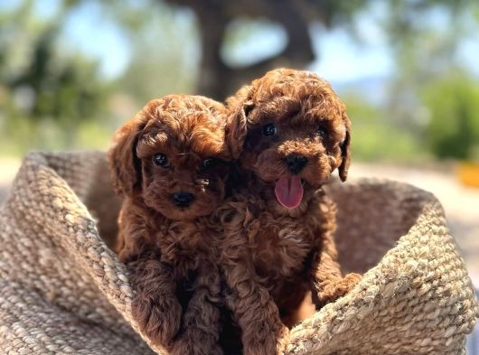 Şi̇ri̇n Mi̇ Şi̇ri̇n Toy Poodle Bebekler
