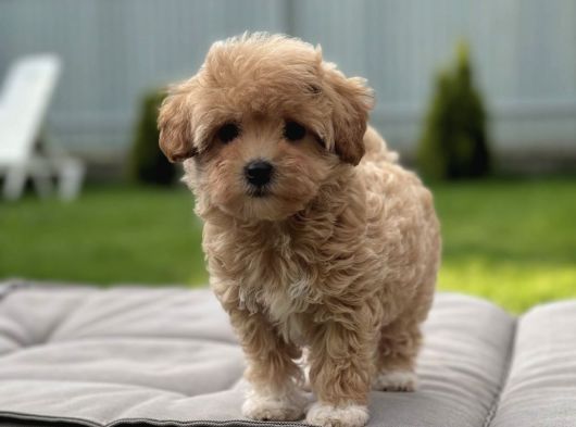 Kore Suratli Malti̇poo Bebeği̇mi̇z