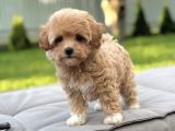 Kore Suratli Malti̇poo Bebeği̇mi̇z
