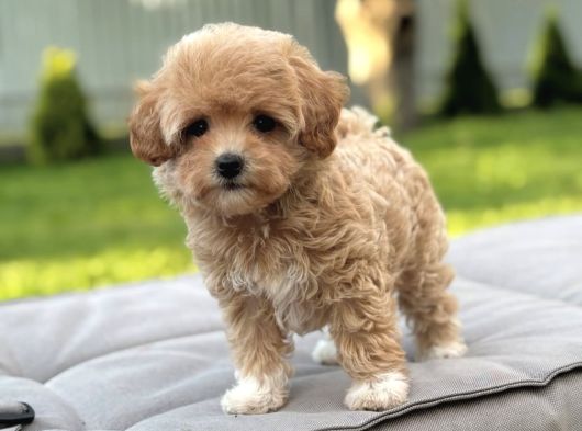 Kore Suratli Malti̇poo Bebeği̇mi̇z görsel