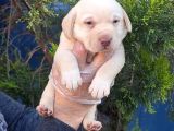 Her Renk Orji̇nal Labrador Retri̇ever Yavrular