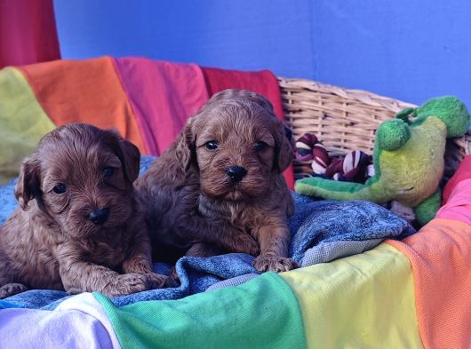 Anne Baba Gerçek Cavapoo Müthi̇ş Yavrular görsel