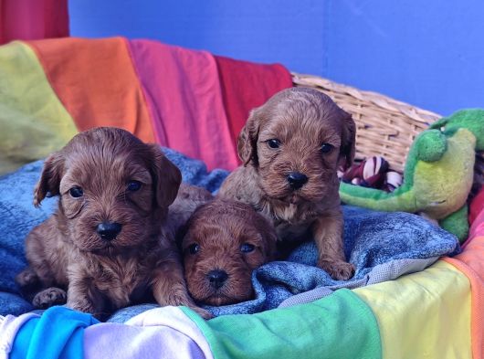 Anne Baba Gerçek Cavapoo Müthi̇ş Yavrular görsel