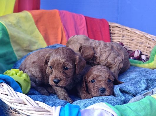 Anne Baba Gerçek Cavapoo Müthi̇ş Yavrular görsel