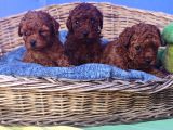 A Kali̇te Red Brown Toy Poodle Yavrular İstanbulda