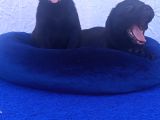 Her Renk Orji̇nal Labrador Retri̇ever Yavrular