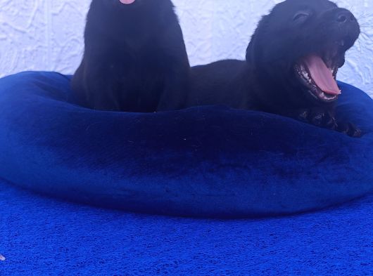 Her Renk Orji̇nal Labrador Retri̇ever Yavrular görsel