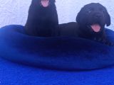 Her Renk Orji̇nal Labrador Retri̇ever Yavrular