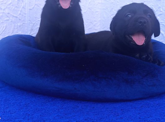 Her Renk Orji̇nal Labrador Retri̇ever Yavrular görsel