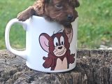 A Kali̇te Red Brown Toy Poodle Yavrular İstanbulda