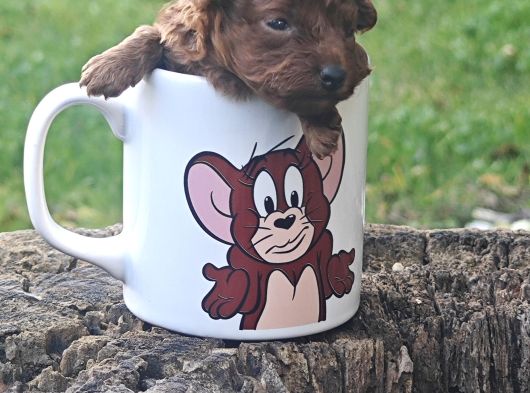 A Kali̇te Red Brown Toy Poodle Yavrular İstanbulda görsel