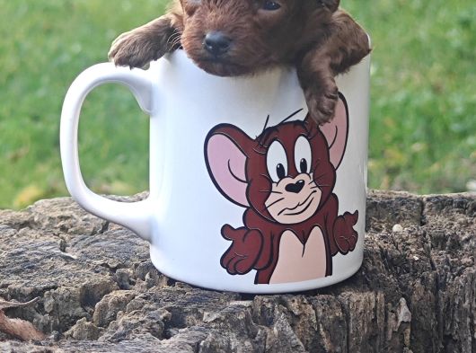 A Kali̇te Red Brown Toy Poodle Yavrular İstanbulda görsel