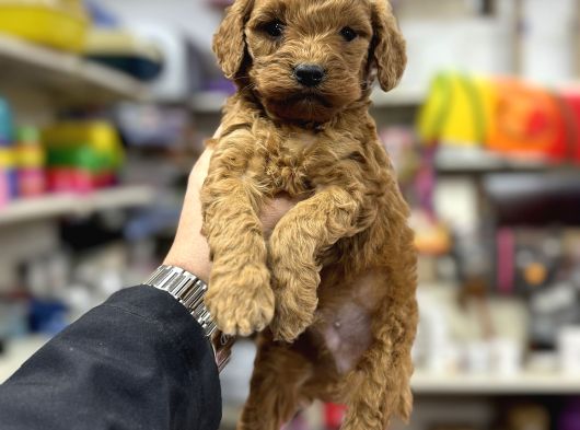 Red Brown Maltipoo Bebekler Üst Kalite Yavrularımız