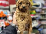 Red Brown Maltipoo Bebekler Üst Kalite Yavrularımız