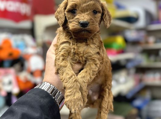 Red Brown Maltipoo Bebekler Üst Kalite Yavrularımız görsel