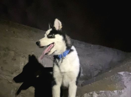 Yavru Husky Parazit Ve Aşıları Yapıldı görsel
