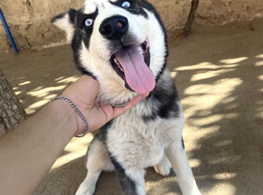 Yavru Husky Parazit Ve Aşıları Yapıldı