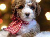 Premium Standart Poodle Yavrular