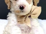 Premium Standart Poodle Yavrular