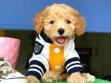 Erkek ve Dişi ufak boy maltipoo