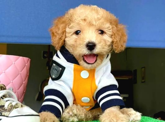 Erkek Ve Dişi Ufak Boy Maltipoo