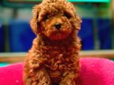 Red Brown Dişi ve Erkek ToyPoodle Yavrumuz