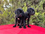 Devasa Secereli Soydan Cane Corso Yavrular