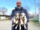 Mavi Gözlü Sibirya Kurdu Husky Yabrulaeımız