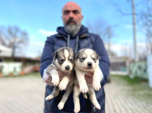 Mavi Gözlü Sibirya Kurdu Husky Yabrulaeımız görsel