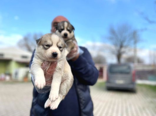 Mavi Gözlü Sibirya Kurdu Husky Yabrulaeımız görsel