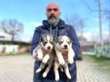 Mavi Gözlü Sibirya Kurdu Husky Yabrulaeımız