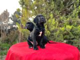Devasa Secereli Soydan Cane Corso Yavrular