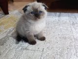 Aile Sıcaklığnda Büyüyen  Scottish Fold British Yvrlr