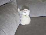 Aile Sıcaklığnda Büyüyen  Scottish Fold British Yvrlr
