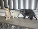 Aile Sıcaklığnda Büyüyen  Scottish Fold British Yvrlr