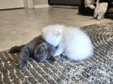 Aile Sıcaklığnda Büyüyen  Scottish Fold British Yvrlr