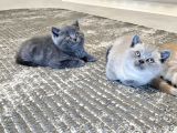 Aile Sıcaklığnda Büyüyen  Scottish Fold British Yvrlr