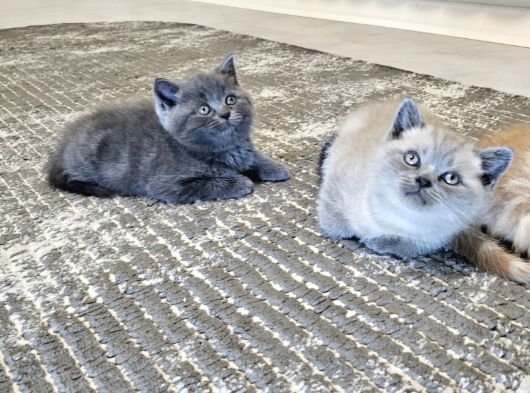 Aile Sıcaklığnda Büyüyen  Scottish Fold British Yvrlr görsel