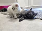 Aile Sıcaklığnda Büyüyen  Scottish Fold British Yvrlr
