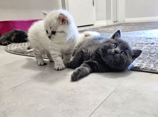 Aile Sıcaklığnda Büyüyen  Scottish Fold British Yvrlr görsel