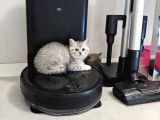 Aile Sıcaklığnda Büyüyen  Scottish Fold British Yvrlr