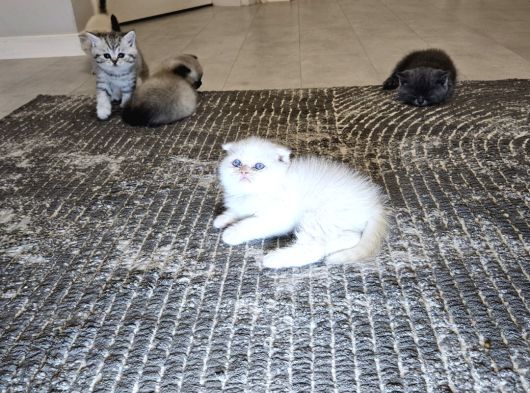 Aile Sıcaklığnda Büyüyen  Scottish Fold British Yvrlr görsel
