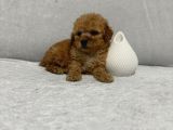 A Kalite Maltipoo Yavrularımız