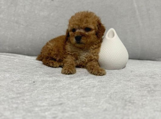 A Kalite Maltipoo Yavrularımız görsel